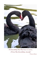 Anniversary Black Swans Card